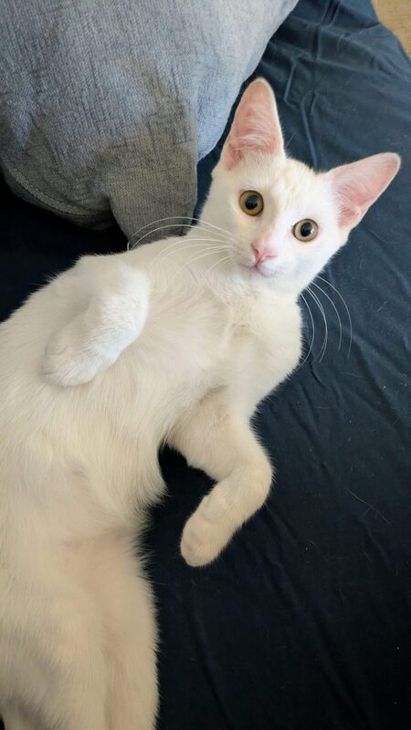 Adopter White