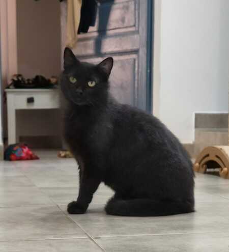 Adopter Abyss
