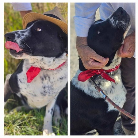 Adopter Auro
