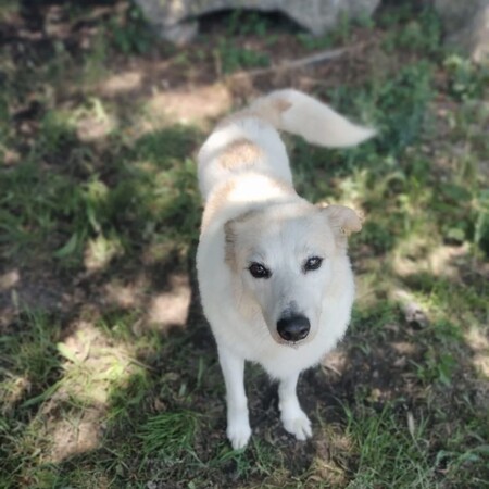 Adopter Martin