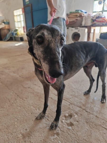 Adopter Mizu