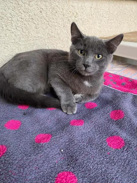 Adopter Bobby
