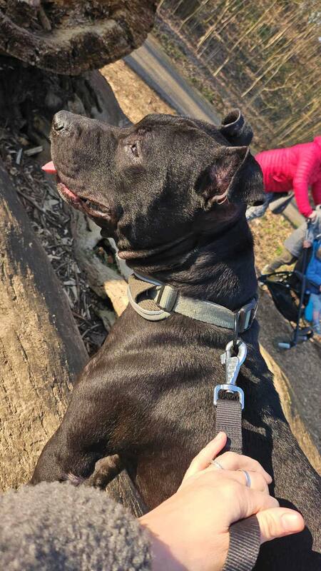 Adopter Paco