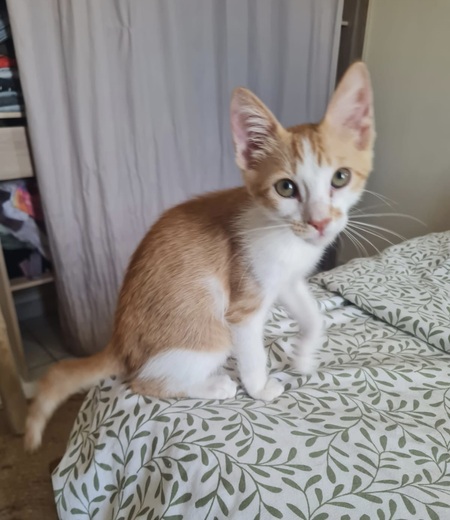 Adopter Loufy