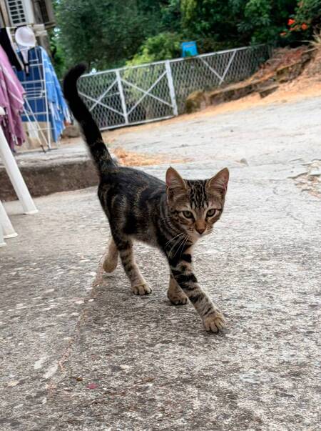 Adopter Barthelemy