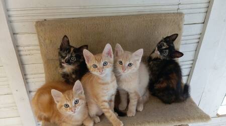 Adopter Eclipse