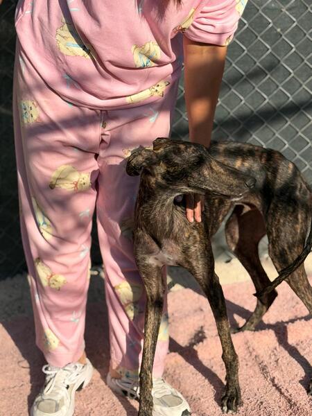Adopter Maxi