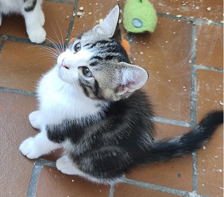 Adopter Bulle
