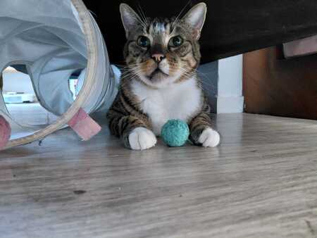 Adopter Doudou