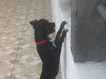 Adopter Tylia