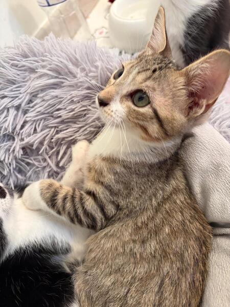 Adopter KAITO et SORA