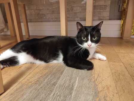 Adopter Natsu