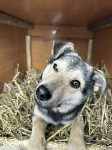 Adopter Arthur