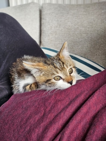 Adopter Moony
