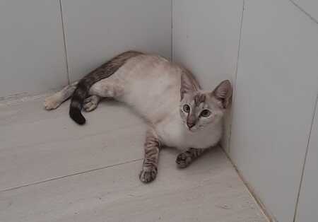 Adopter Luna