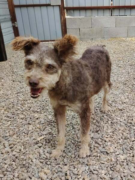 Adopter Laila