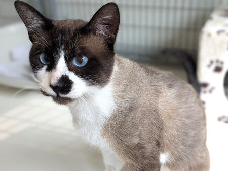 Adopter Aime