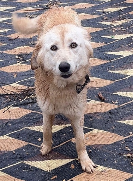 Adopter Izzy