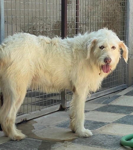 Adopter Guirnalda