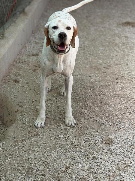 Adopter Blanquita