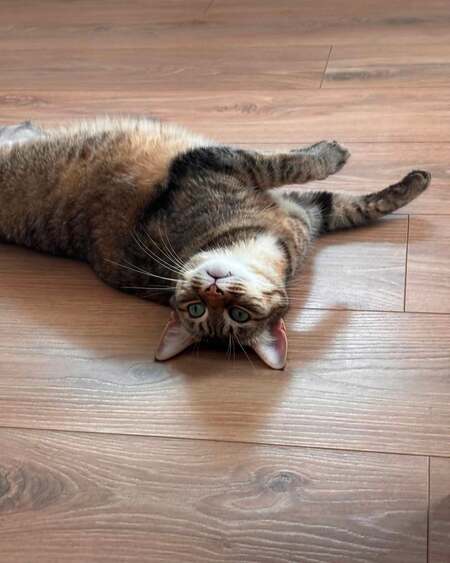 Adopter Gisele