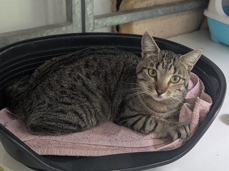 Adopter BILLY