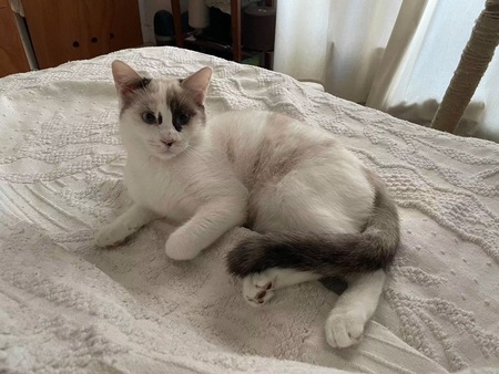 Adopter Cadanse 