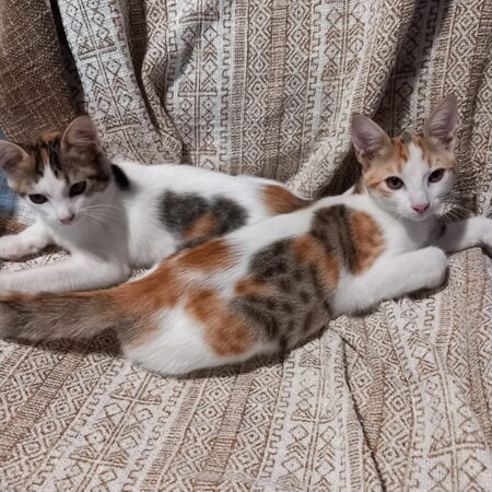 Adopter ASHLEY & IRENA