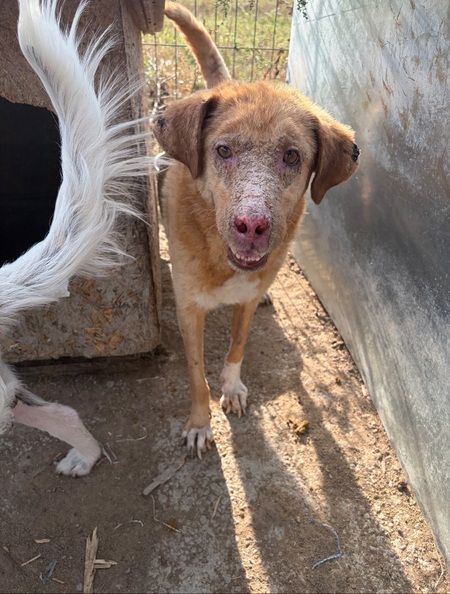Adopter Alison