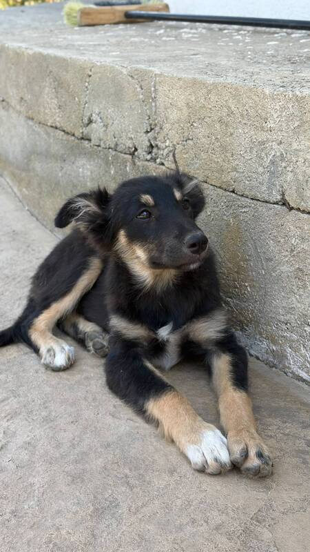 Adopter Lilly