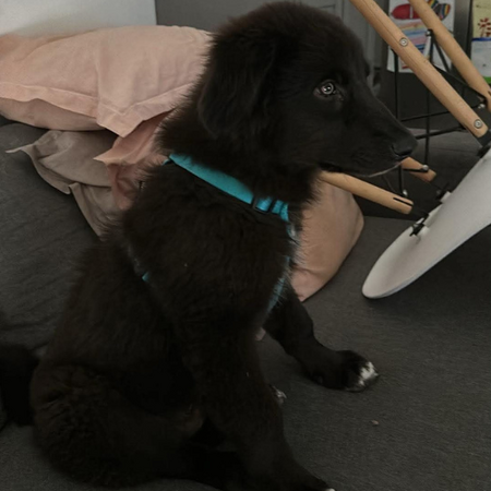 Adopter OLIVER