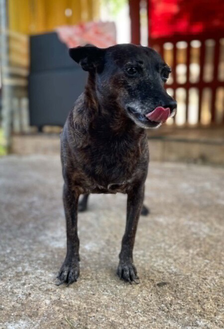 Adopter Naya