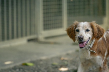 Adopter Balia