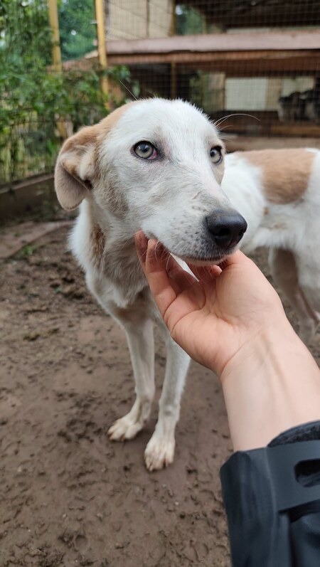 Adopter Félie
