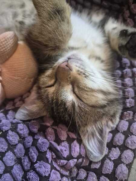 Adopter Woody