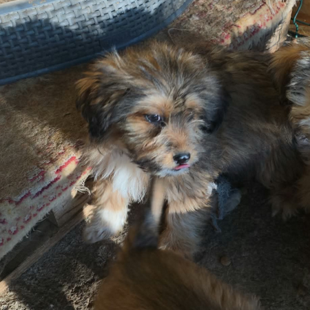 Adopter Scooby