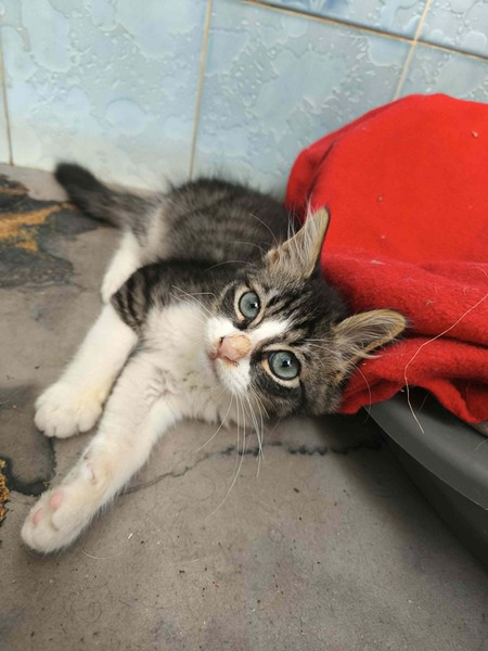Adopter MANNY