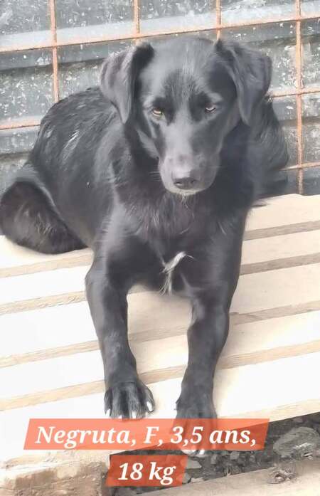 Adopter NEGRUTA