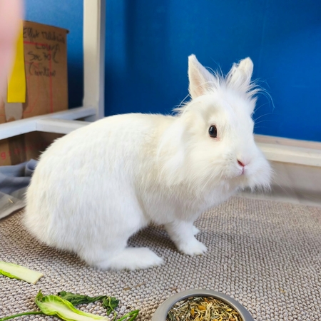 Adopter Vermeer