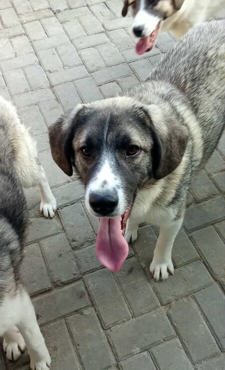 Adopter Hanoi