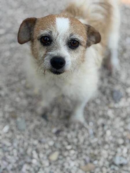 Adopter Pitufa