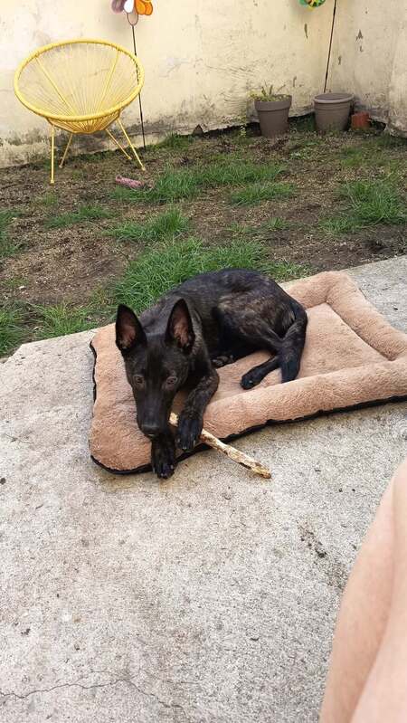Adopter Akira