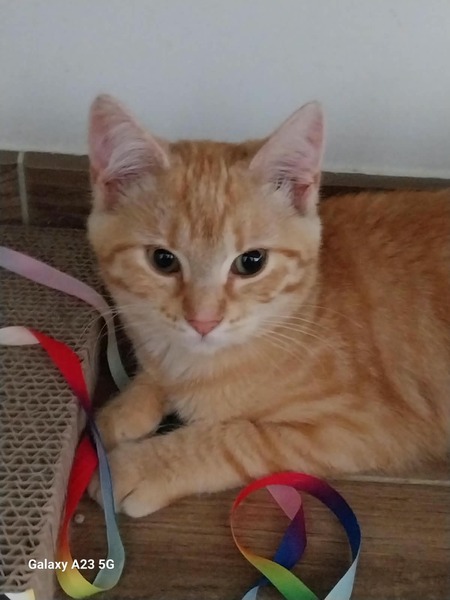 Adopter Balina 