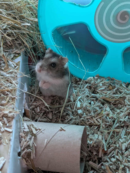 Adopter Lixy