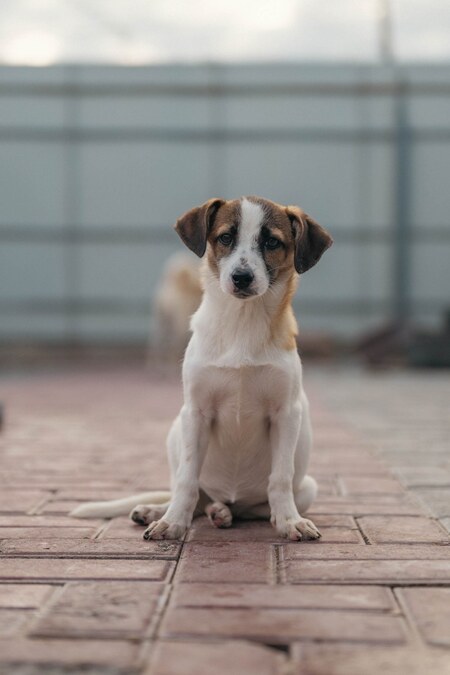 Adopter Mailis