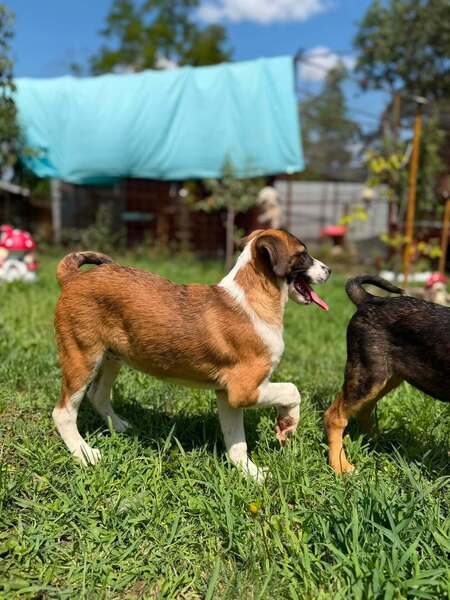 Adopter CALENDULA
