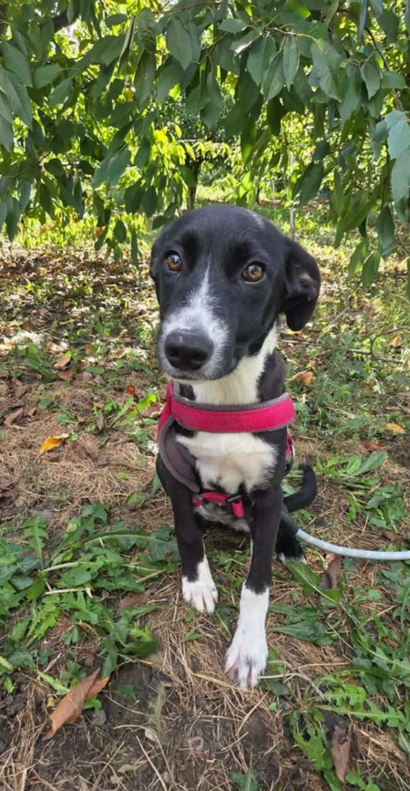 Adopter Charitty