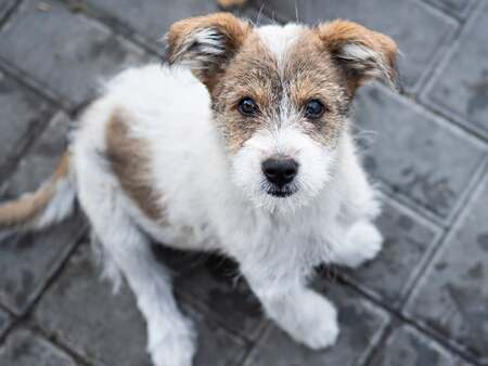 Adopter Guimauve