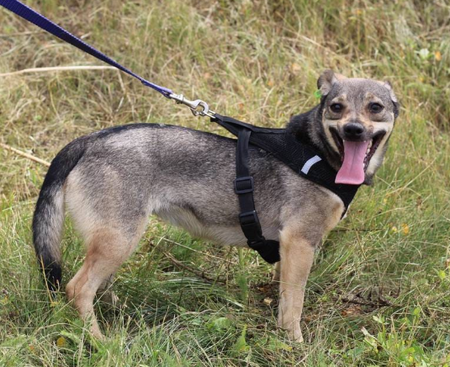 Adopter MOLLY, chien de Ukraine