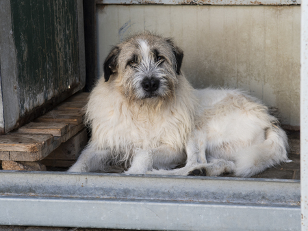Adopter Bandit